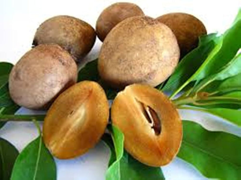 Young Sapodilla seedlings in greenhouse