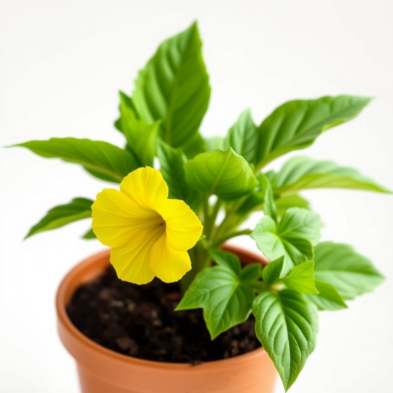 Yellow Toothache Flower seeds for Planting - Pollinator Friendly, Heirloom & GMO Free Seeds for Home Garden