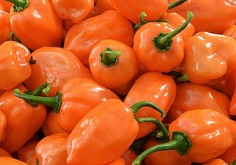 Heirloom Orange Pepper seeds for home garden planting