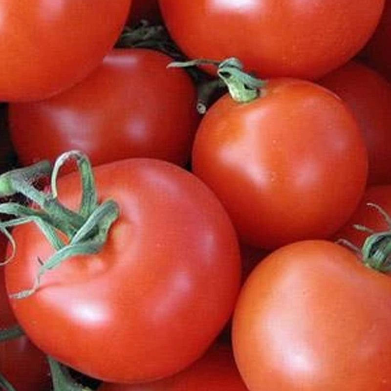 Homestead Tomato seeds for home garden planting