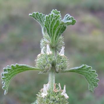Horehound Plant Seeds for Easy Garden Planting