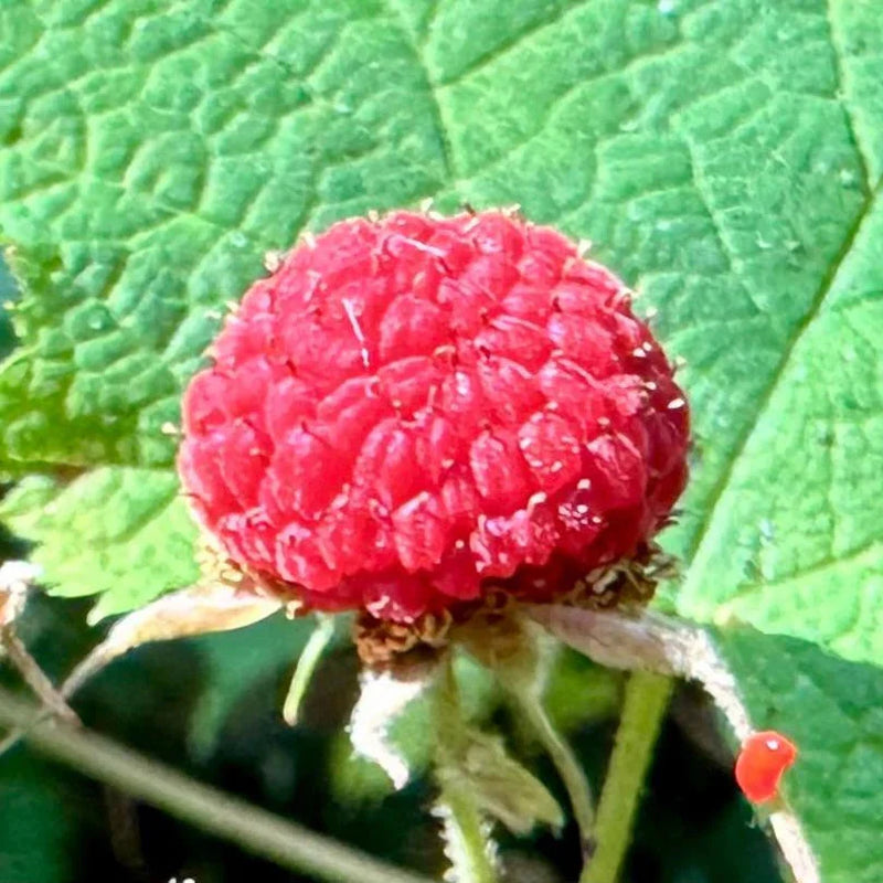 Thimbleberry Rubus Seeds for Easy Planting