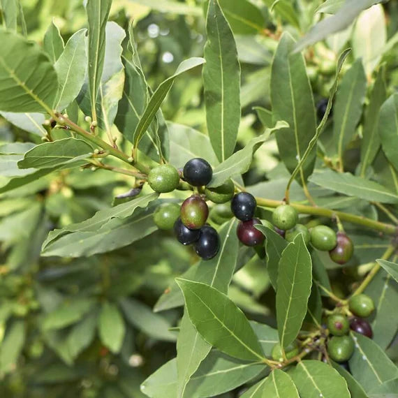Laurus Nobilis Seeds for Planting Green Bay Laurel Plant