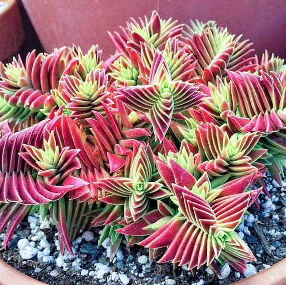 Red Pagoda Flower seeds for Planting - Seasonal Bloomer, Heirloom & GMO Free Seeds for Home Garden
