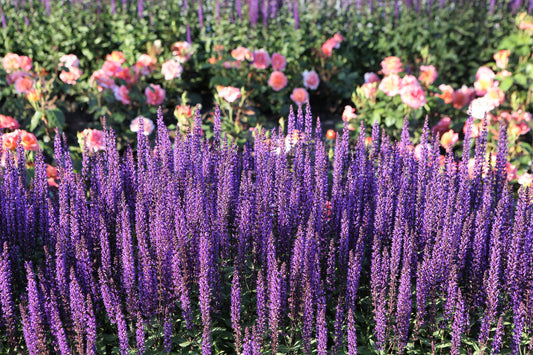 Munstead Lavender (Lavandula angustifolia Munstead) Blue English Fragrant Purple Flower Herb Seeds