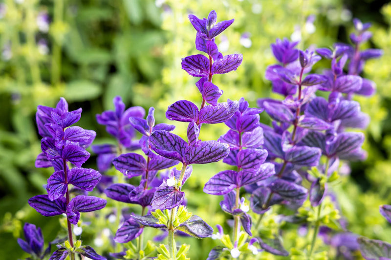 Oxford Blue Sage (Salvia viridis) Clary Painted Horminum Sage Herb Flower Seeds
