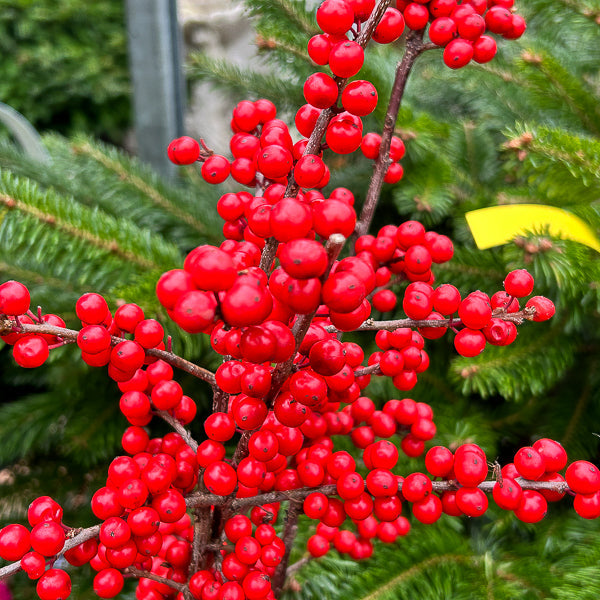 Red Verticillata Fruit Seeds for Planting - Grow Delicious Red Fruits