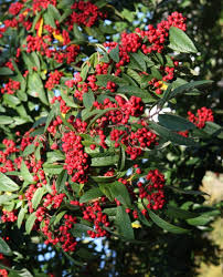 Brown Cotoneaster Seeds for Planting