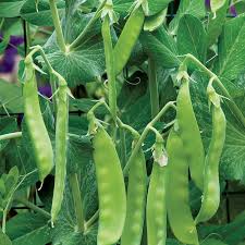 Oregon Sugar Pod Pea Seeds for Planting - Crisp and Sweet Edible Pods