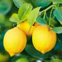 Yellow Citron Citrus Seeds for Easy Planting