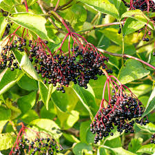 Elderberry Seeds - Improved Cultivar Mix (Sambucus nigra)
