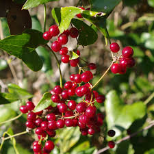 Sarsaparilla Nostrana Fruit Planting Seeds - Grow Delicious Fruit at Home