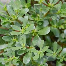 Green Portulaca Oleracea Planting Seeds for Vibrant Gardens