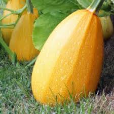 Yellow Spaghetti Vegetable Seeds Planting
