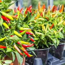 Mixed Chili Vegetable Planting Seeds