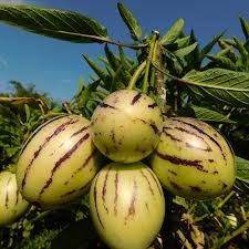 Pepino Solanum Muricatum Seeds Ideal for Planting in Gardens & Containers