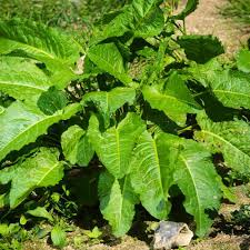 Rustikana Cochlearia Plant Seeds for Your Garden Premium Quality Flower Seeds
