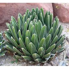 Green Agave Victoriae Seeds for Planting