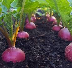 Seventop Turnip Planting Seeds - Seed for Abundant Harvest and Fast-Growing Vegetables, Ideal for Home Gardens and Farms