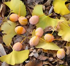 Ginkgo Seeds: Complete Planting Guide for Successful Growth