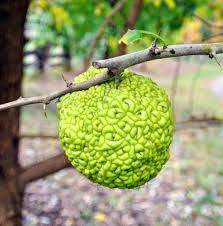 Maclura Fruit Seeds Planting Guide: Tips for Successful Growth