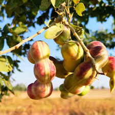 Mixed Pithecellobium Seeds for Planting