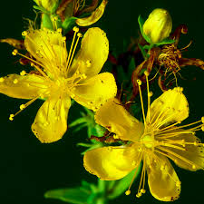Herbal Garden Seeds, St. John's Wort Planting Seeds