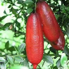 Finger Fruit Seeds - Planting Guide for Successful Growth Seeds