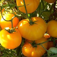 Big Yellow Tomato Seeds for Home Planting