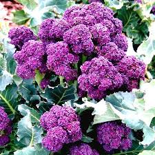 Purple Broccoli Seeds for Planting - Vibrant, Nutritious Vegetable