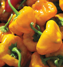 Jamaican Scotch Bonnet Pepper Seeds for Planting Hot Pepper Variety