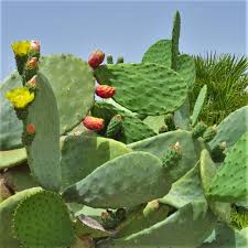 Fresh Kaktusfeige Flower seeds for Planting - Fragrant Blossoms, Heirloom & GMO Free Seeds for Home Garden