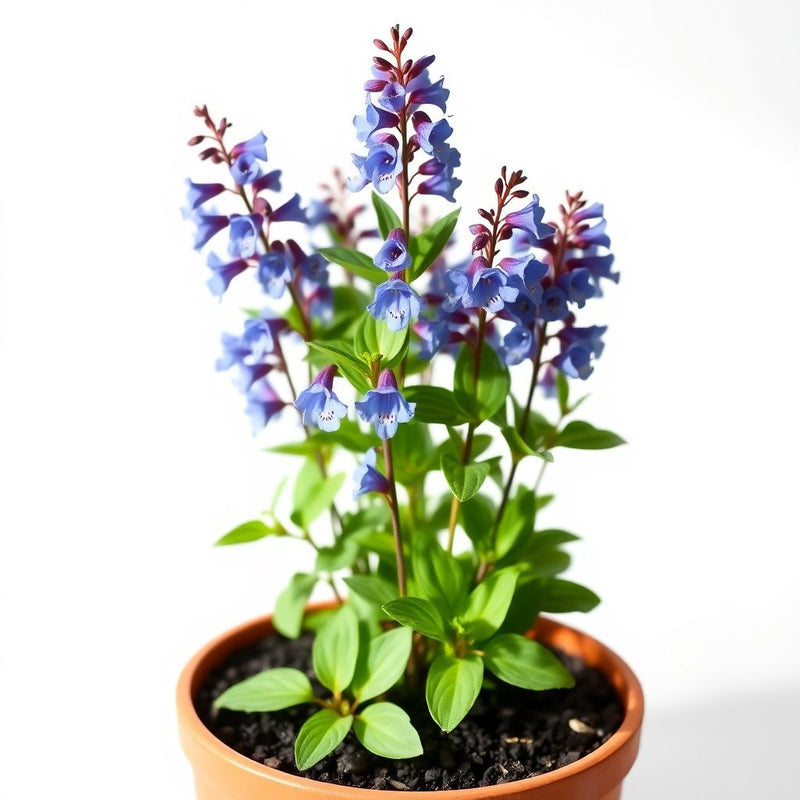 Penstemon Heterophyllus Blue Seeds for Striking Blue Flowers