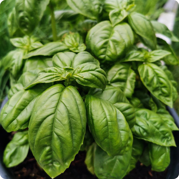 Italian Large Leaf Basil seeds with complete planting and growing guide