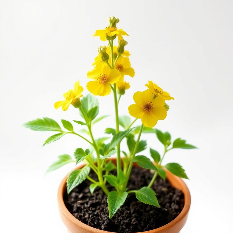 Yellow Rattle Flower seeds for Planting - Bright Blooms, Heirloom & GMO Free Seeds for Home Garden