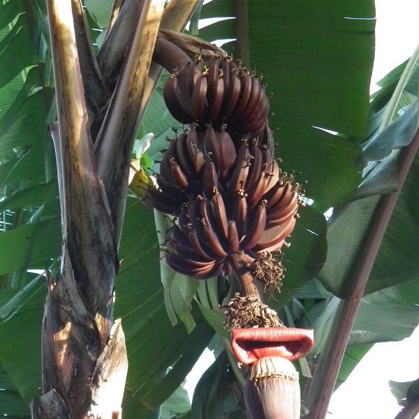 Brown Banana Seeds for Planting - Grow Fresh Bananas at Home