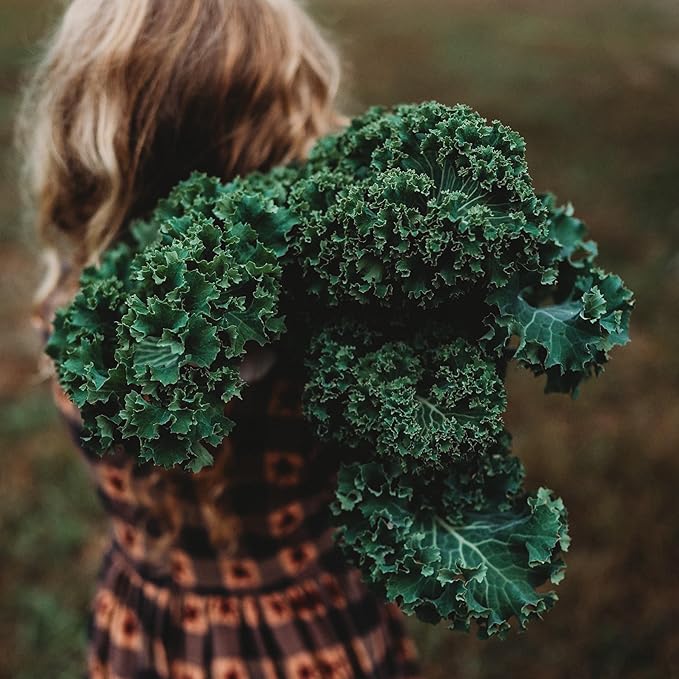 Kale Brassica oleracea seeds for planting