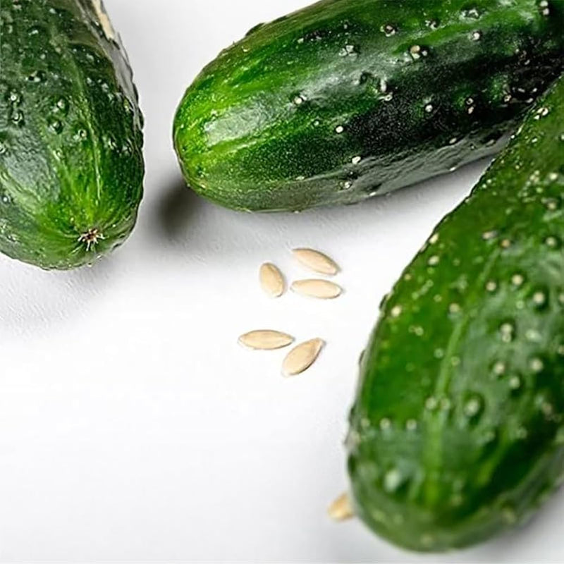 KVARIT F1 Cucumber Seeds hybrid for home garden planting