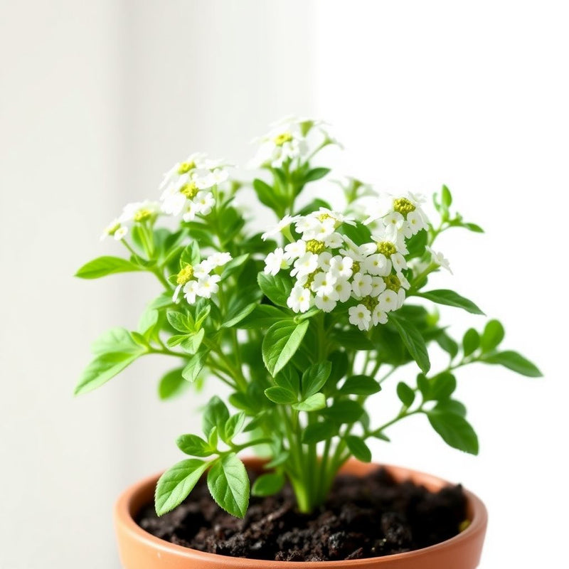 Alyssum Lobularia Flower seeds for Planting - Low Maintenance, Heirloom & GMO Free Seeds for Home Garden