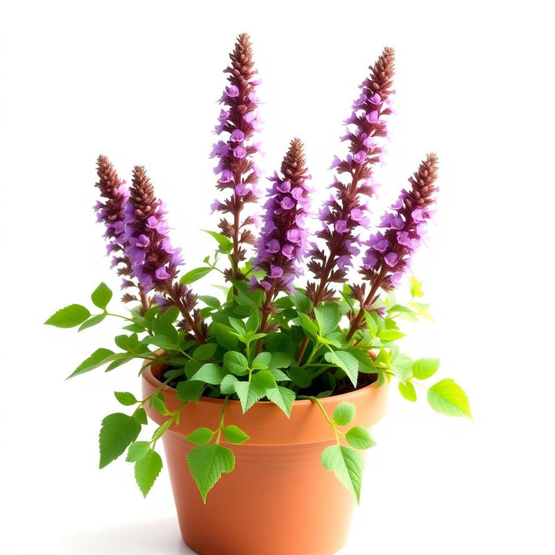 Agastache Cana Flower seeds for Planting - Drought Tolerant, Heirloom & GMO Free Seeds for Home Garden