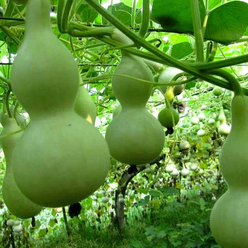 Lagenaria Pumpkin Lagenaria siceraria seeds for planting