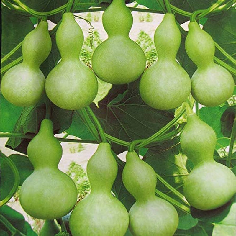 Lagenaria siceraria pumpkin seeds for planting