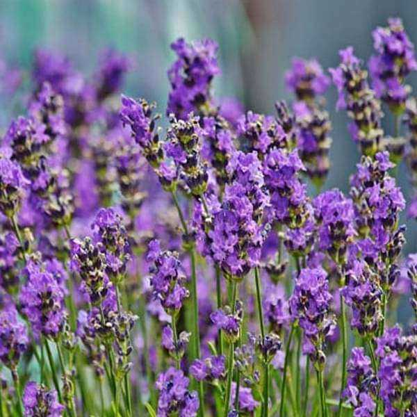 Lavender Vera Seeds Germinating in Well-Drained Soil