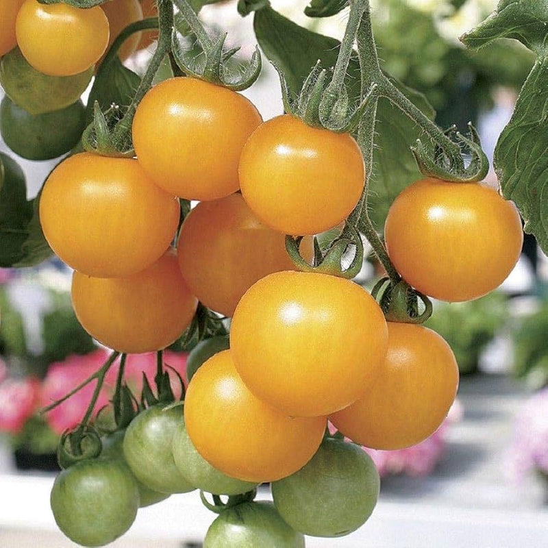 Lemon Boy tomato seeds for planting Solanum lycopersicum