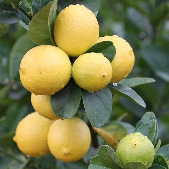 Lemon seed germination and planting guide