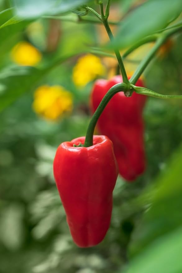 Leutschauer Paprika Capsicum annuum seeds for planting