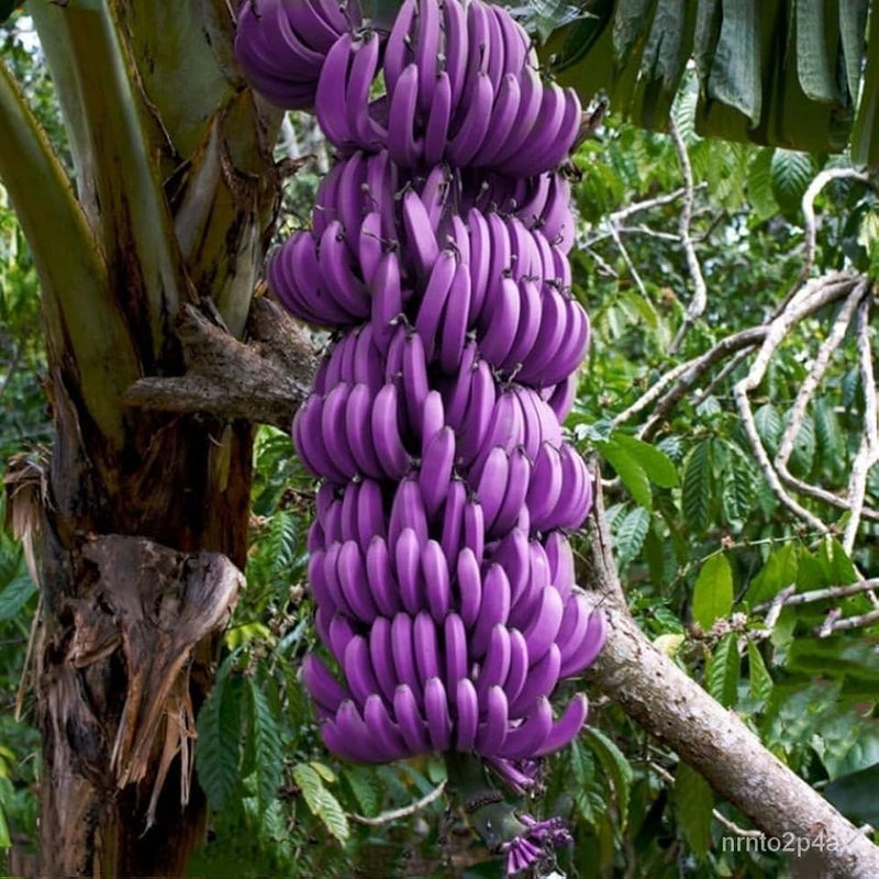 Light purple banana seeds for planting exotic tropical bananas