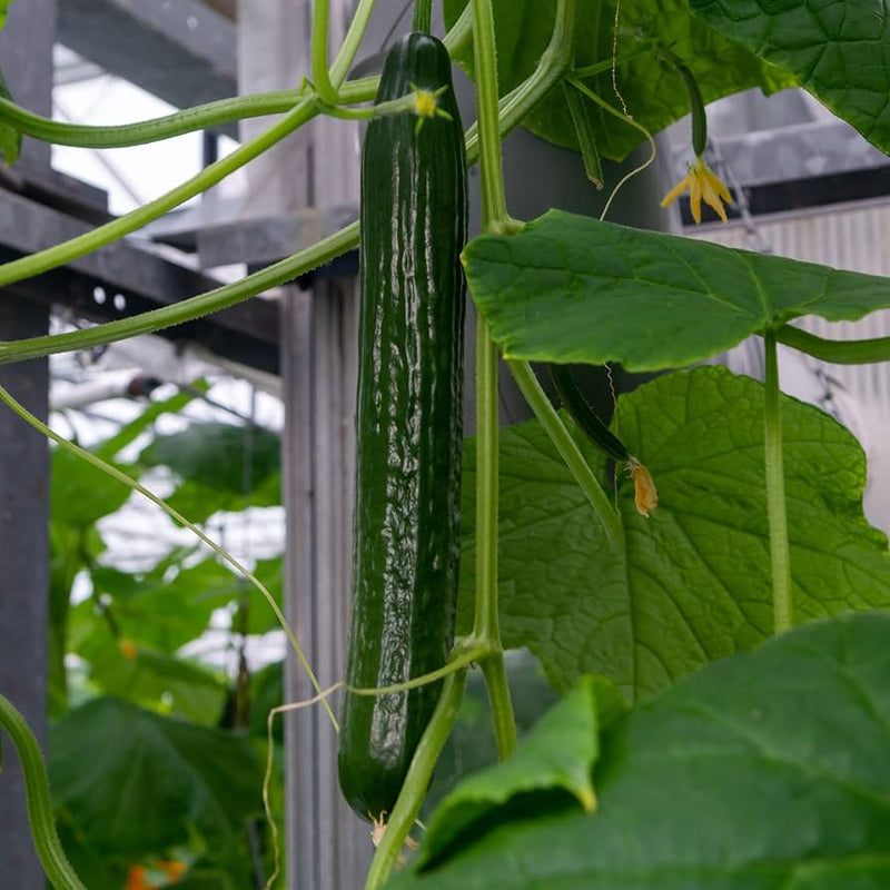 Long cucumber seedlings sprouting in vegetable patch