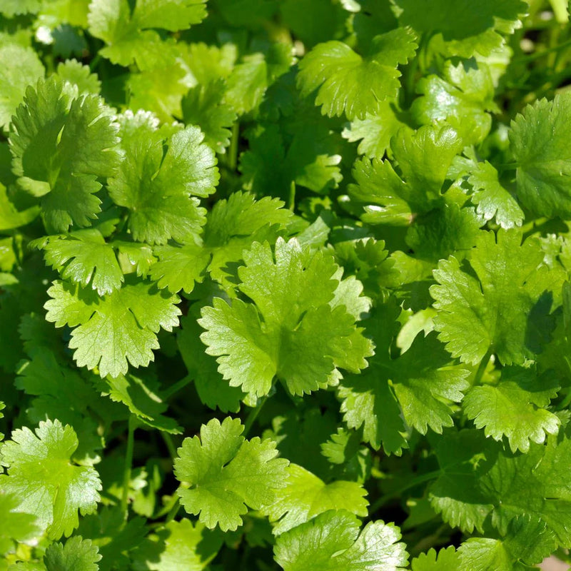Green Santo Cilantro Vegetable Planting Seeds