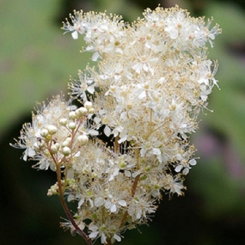 Packet of Meadowsweet seeds for planting